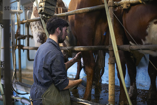 Landwirt  der Kühe im Milchviehbetrieb mit Melkmaschinen melkt