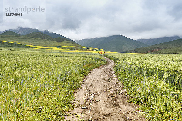 Paddy-Feld  Menyuan  Provinz Qinghai  China