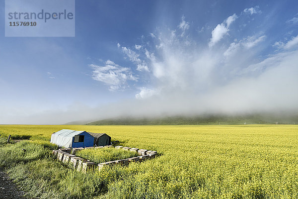 Paddy-Feld  Menyuan  Provinz Qinghai  China