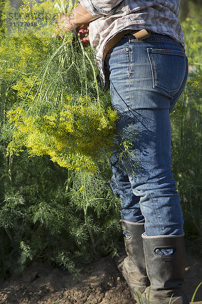 Taillenansicht einer Frau  die blühenden Dill (Anethum graveolens) von einem Blumenfarmfeld auswählt