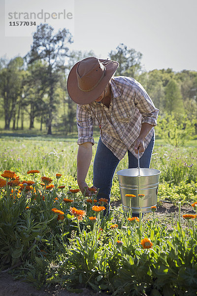 Junge Frau bei der Auswahl der Ringelblume (Calendula officinalis) vom Blumenzuchtfeld