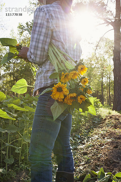 Junge Frau wählt Sonnenblumen (Helianthus) von einem sonnenbeschienenen Blumenfeld