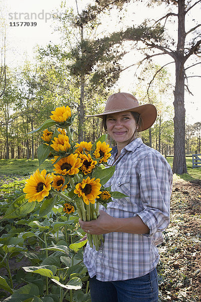 Junge Frau hält einen Strauss Sonnenblumen (Helianthus) von einem Blumenfeld