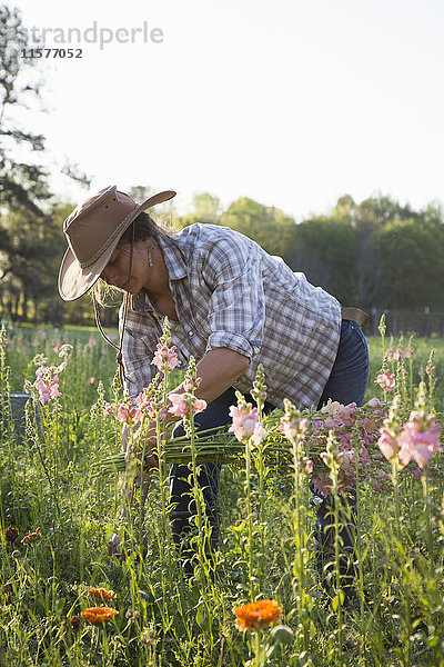 Junge Frau selektiert Löwenmäulchen (Antirrhinum) vom Feld einer Blumenfarm