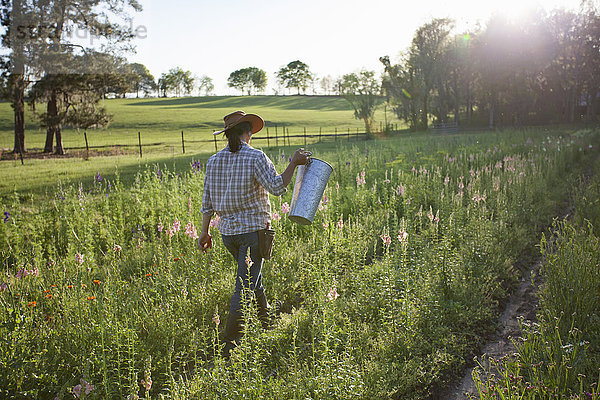 Junge Frau trägt Eimer auf einem Feld einer Blumenfarm mit Löwenmäulchen (Antirrhinum)