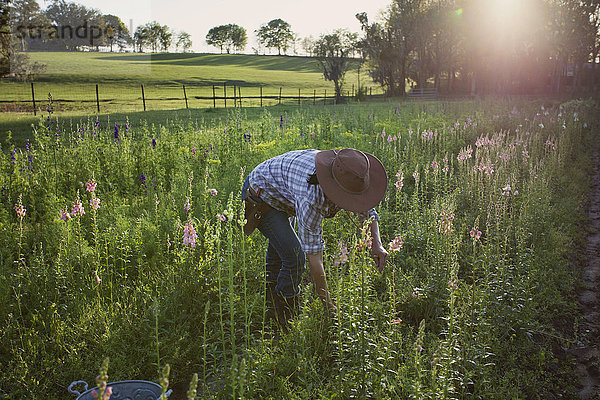 Junge Frau selektiert Löwenmäulchen (Antirrhinum) vom Feld einer Blumenfarm