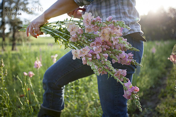 Mittlere Sektion einer Frau  die Löwenmäulchen (Antirrhinum) von einem Blumenzuchtfeld auswählt