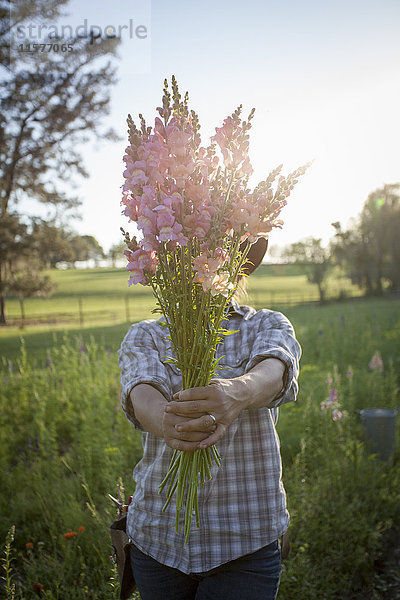 Porträt einer jungen Frau  die einen Strauss Löwenmäulchen (Antirrhinum) von einem Blumenzuchtfeld hält