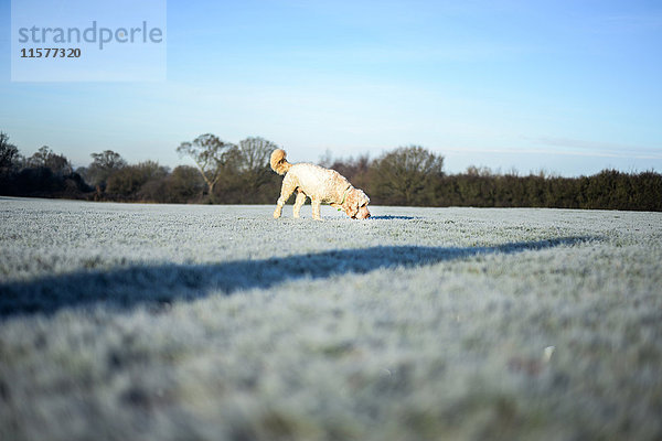 Hund auf verschneiten Feldern  schnüffelt am Boden