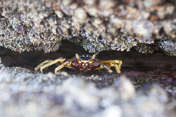 Nahaufnahme einer in Felsen versteckten Krabbe  Durban  Südafrika