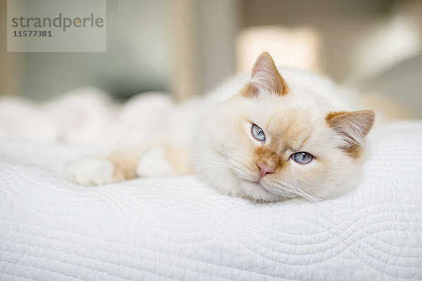 Lumpenpuppe Katze mit blauen Augen auf Bett