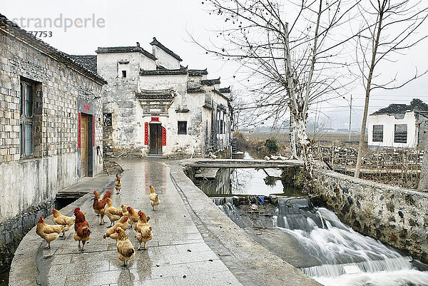 Hühner und Hähne am Wasserweg  Hongcun Village  Provinz Anhui  China