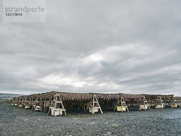 Im Freien trocknende Fischregale  Reykjavik  Island