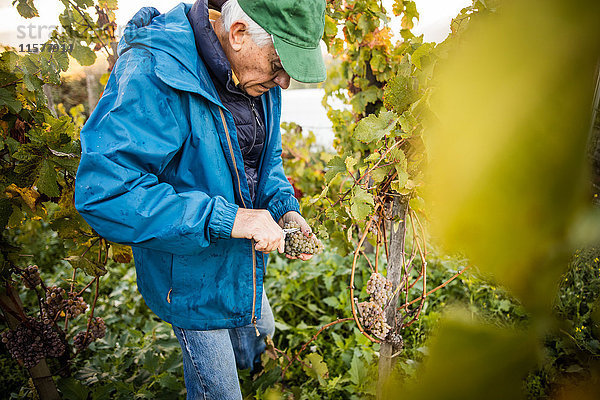 Älterer Mann schneidet im Weinberg Trauben vom Rebstock