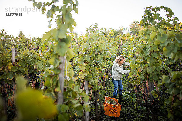 Frau schneidet im Weinberg Trauben vom Rebstock