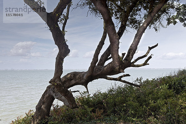 Frankreich  Südostfrankreich  Ile d'Aix  schiefer Baum an der Küste