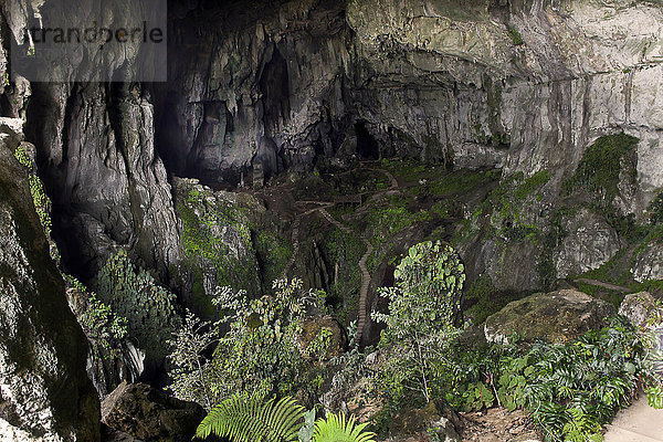 Malaysia  Insel Bornéo  Gunung Mulu Park  Lang's Höhle