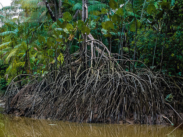 Südamerika  Brasilien  Baumwurzeln in den Mangroven bei Ebbe in der Guajara-Bucht