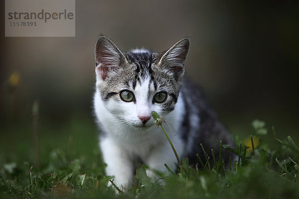 Frankreich Neugierige junge Tabby-Katze auf dem Rasen