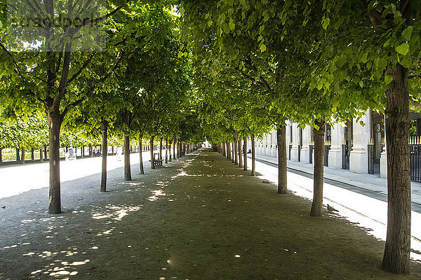 Frankreich  Paris  Garten des Palais-Royal  schattiger Weg unter den geschnittenen Linden