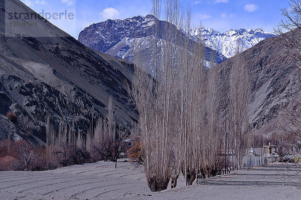 Indien  Ladakh  Indischer Staat Jammu und Kaschmir  Berglandschaft in der Region zwischen Lamayuru und Temisgam  Relief- und Obstbäume