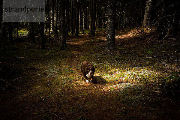 Hundespaziergang durch dunklen Wald  Maine  USA