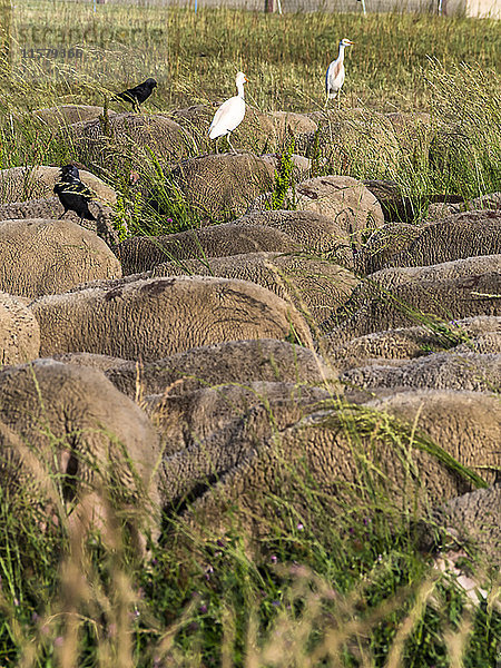 Frankreich  Südostfrankreich  St. Remy de Provence  Schafe mit Vögeln auf dem Rücken