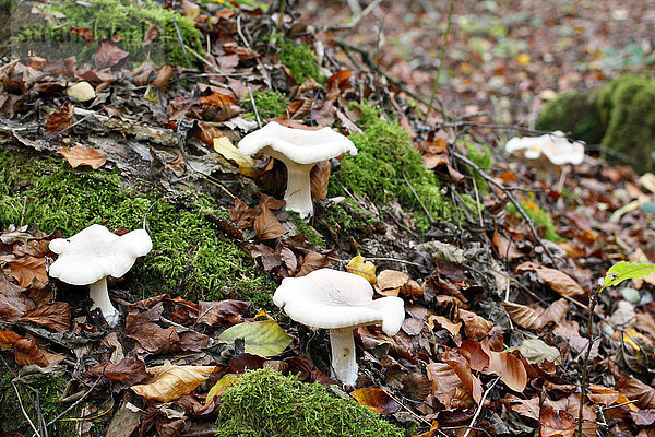 Frankreich  nahe Paris  Wald von Malvoisine im Herbst. Weiße Pilze clitocybes umgeben von Schaum.