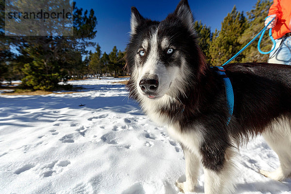 Porträt eines wachsamen Hundes im verschneiten Wald mit einem Mann