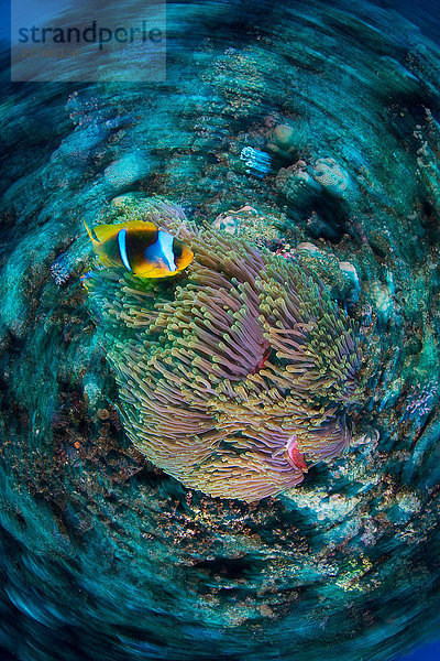 Clownfisch (amphiprion bicinctus) von Anemone  Marsa Alam  Ägypten