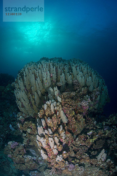 Korallen  Rotes Meer  Marsa Alam  Ägypten
