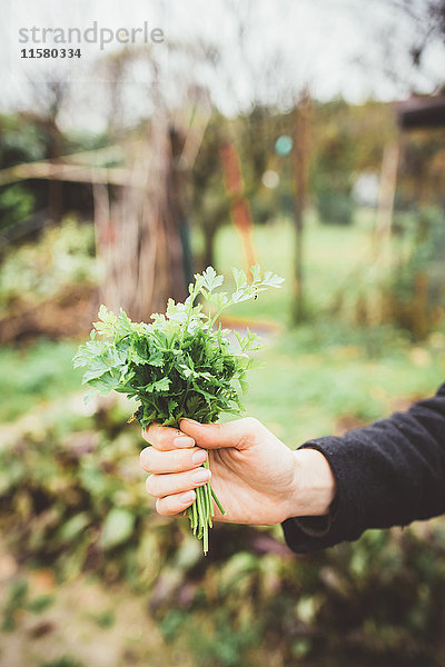 Hand einer jungen Frau  die einen Kräuterstrauss im Garten hält