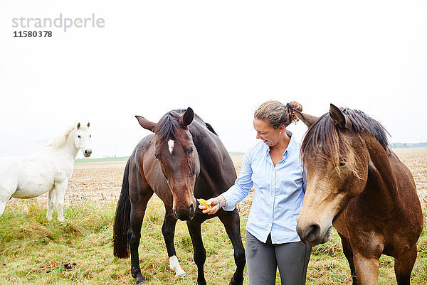 Frau füttert Pferde auf dem Feld