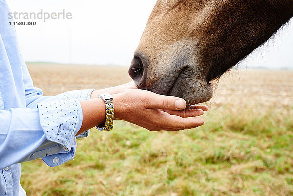 Nahaufnahme der Hände einer Frau  die im Feld an die Schnauze eines Pferdes gefesselt ist