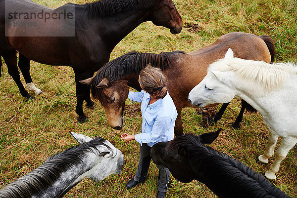 Draufsicht einer Frau unter fünf Pferden im Feld