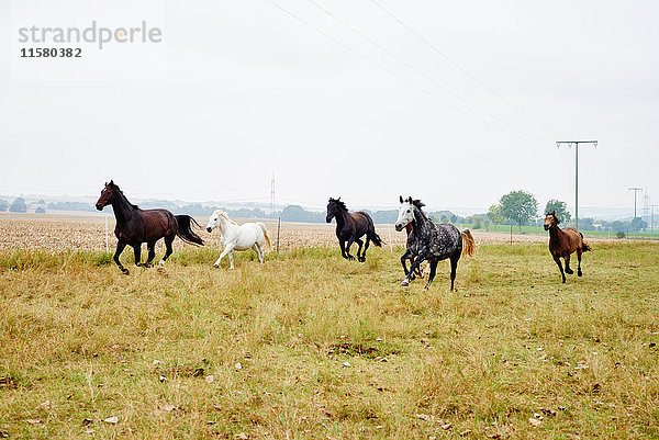 Fünf Pferde galoppieren über das Feld