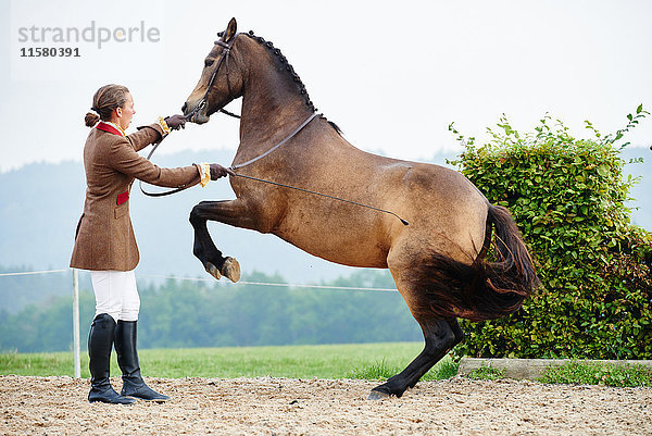 Dressurreiterin auf Hinterbeinen im Reitsport