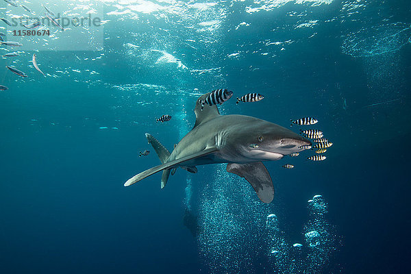 Weißspitzen-Hochseehai (Carcharhinus longimanus) schwimmt mit Pilotfischen  Unterwassersicht  Brothers Island  Ägypten