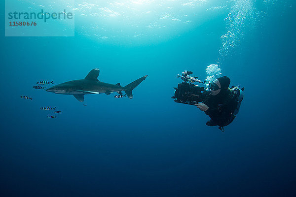 Gerätetaucher beim Schwimmen mit Weissspitzenhai (Carcharhinus longimanus) und Pilotfisch  Unterwassersicht  Brothers Island  Ägypten