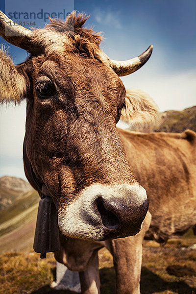 Porträt einer Kuh  die in die Kamera schaut