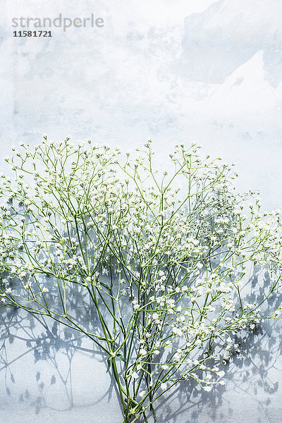 Gypsophila-Blüten  Draufsicht