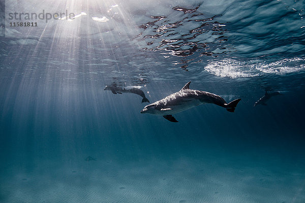 Unterwasser-Ansicht von oberflächennah schwimmenden Delfinen