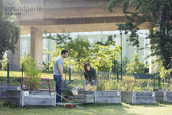 Mittleres erwachsenes Paar bei der Arbeit im Gemeinschaftsgarten