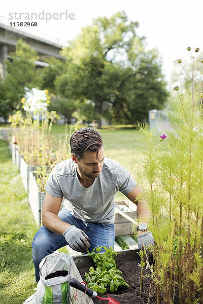 Mittlerer Erwachsener Mann  der im Gemeinschaftsgarten arbeitet