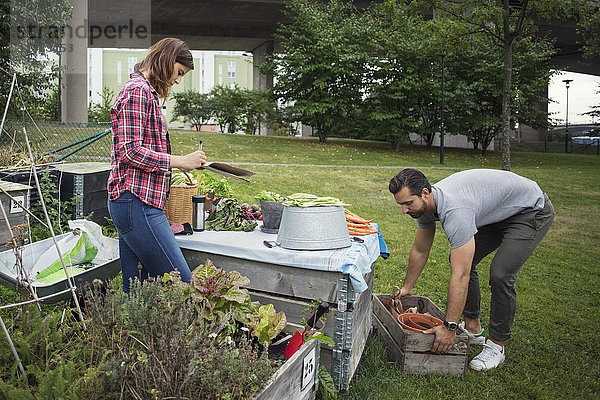 Mittleres erwachsenes Paar bei der Arbeit im Stadtgarten