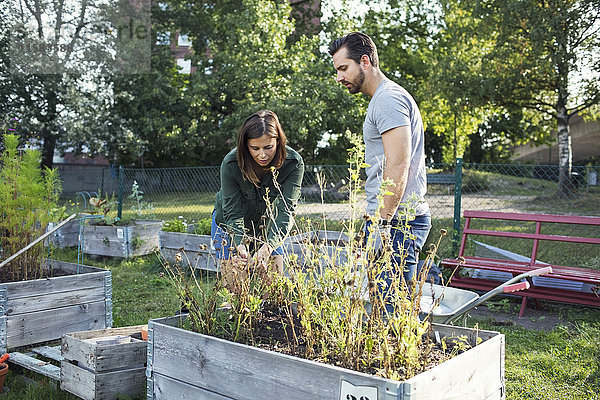 Mittlerer Erwachsener Mann und Frau beim gemeinsamen Pflanzen im Stadtgarten