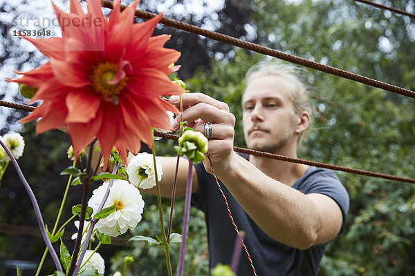 Mittlerer Erwachsener Gärtner  der Schnur zu den Blumen für Unterstützung im Yard bindet