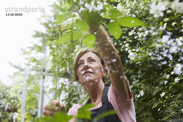 Senior Gärtnerin beim Analysieren von Pflanzen durch Glas im Hof gesehen