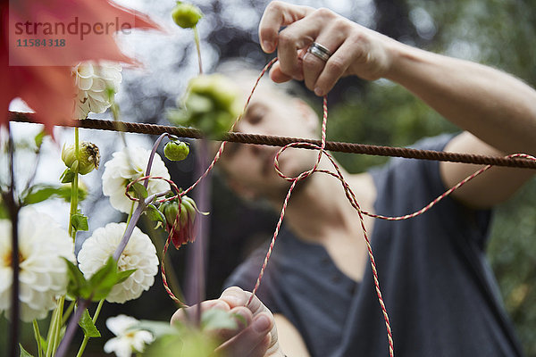 Männlicher Gärtner Bindefaden zur Unterstützung von Blumen im Garten