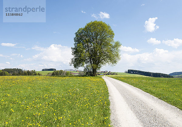 Frühlingslandschaft mit Laubbaum und Weg